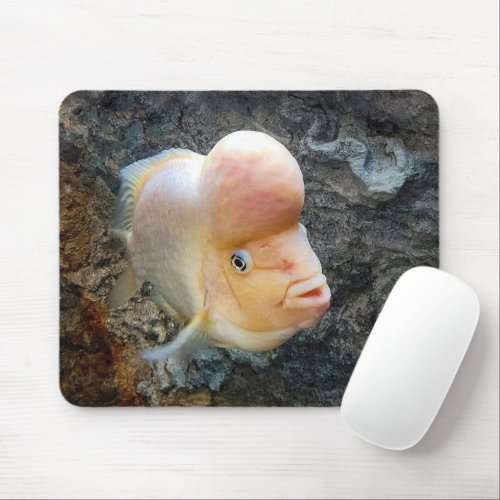 Flowerhorn Fish  Mouse Pad