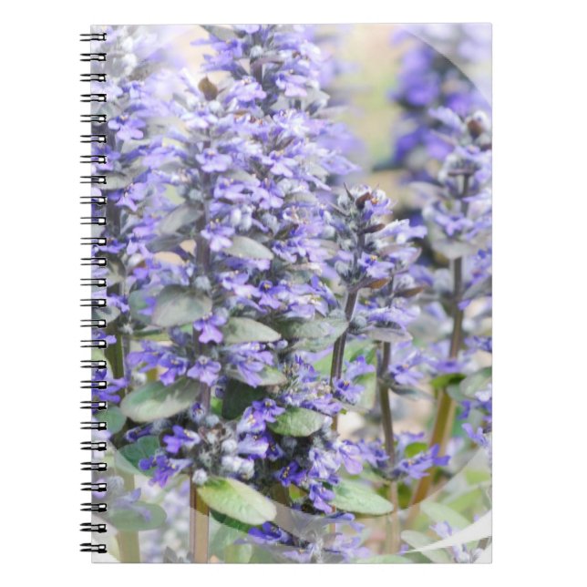 Flowering Ajuga Notebook (Front)