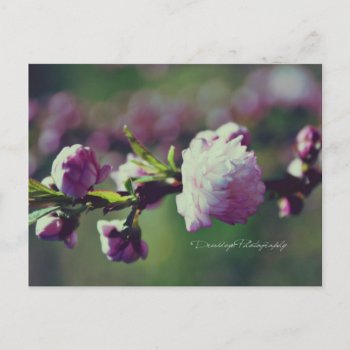 Flowering Almond Postcard by Widdendreams at Zazzle
