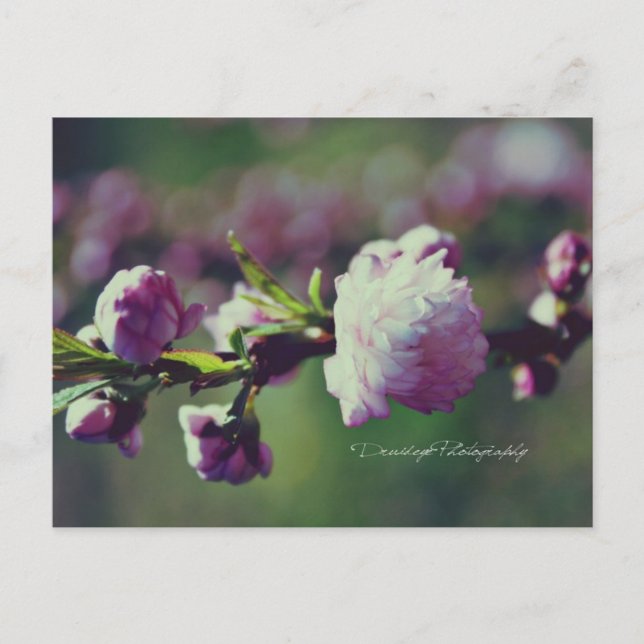 Flowering Almond Postcard (Front)