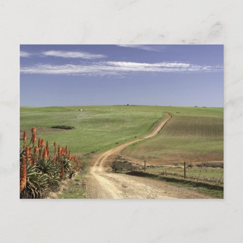 Flowering aloes near Caledon Western Cape Postcard