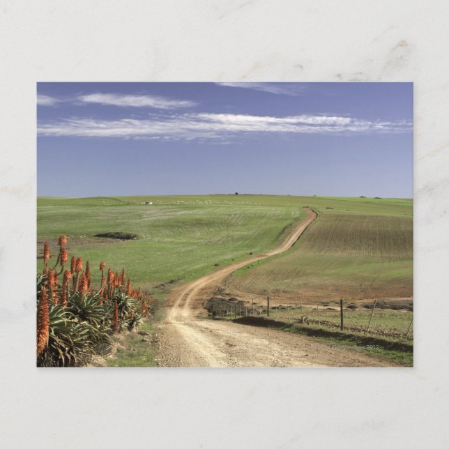 Flowering aloes near Caledon, Western Cape Postcard (Front)