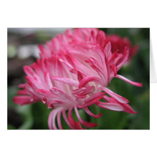 Flowering anemone cards