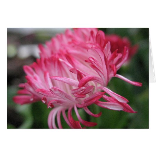 Flowering anemone cards (Front Horizontal)