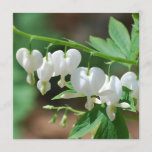Flowering Bleeding Heart Invitations