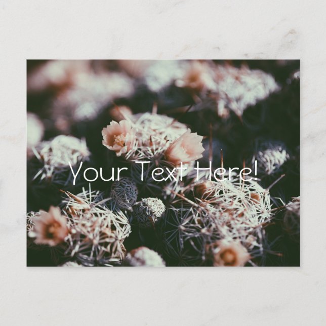 Flowering Blossoming Cactus Plants Postcard (Front)