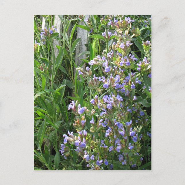 Flowering Blue Sage Blank Postcards (Front)