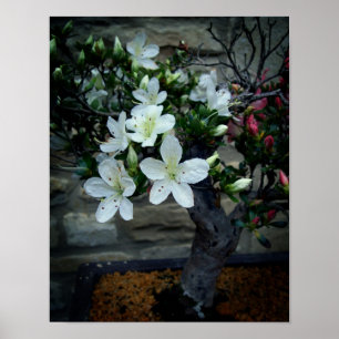 Flowering Bonsai Poster
