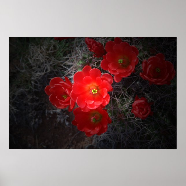 Flowering Cactus, Canvas Poster (Front)