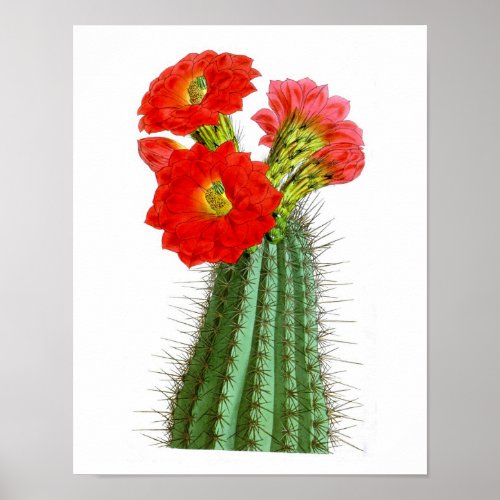 Flowering Cactus No2 Vintage Natural History Print