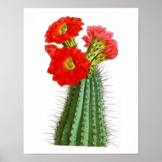 Flowering Cactus No2 Vintage Natural History Print (Front)