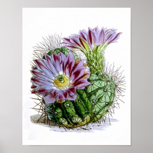 Flowering Cactus No4 Vintage Natural History Print
