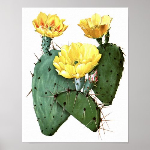 Flowering Cactus No8 Vintage Natural History Print