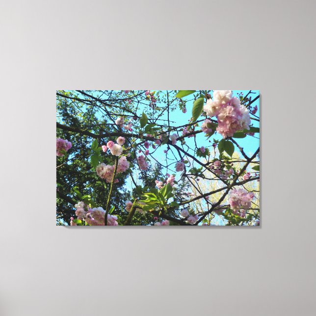 Flowering Cherry, Nature, Tree, Blossom, Canvas Print (Front)