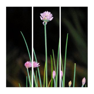 Flowering Chives Triptych