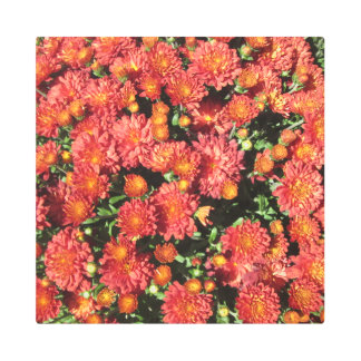 Flowering Chrysanthemum Metal Print