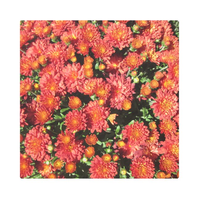 Flowering Chrysanthemum Metal Print (Front)
