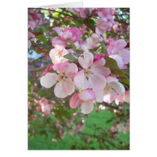 Flowering Crab-apple Blossoms Cards