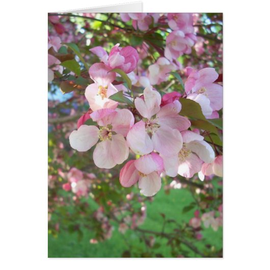 Flowering Crab-apple Blossoms Cards (Front)