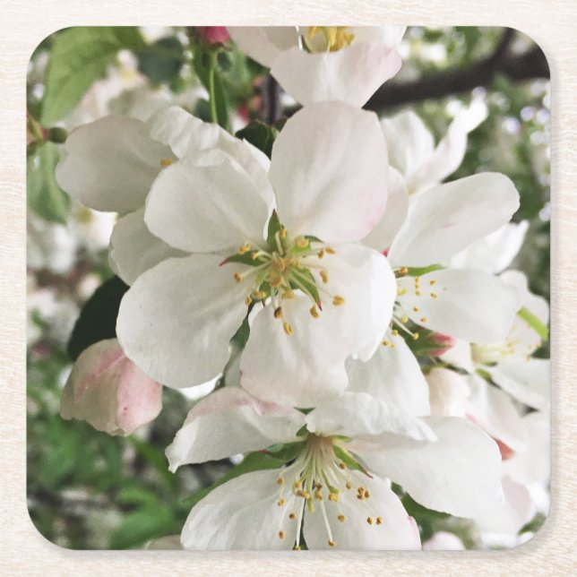Flowering Crabapple Square Paper Coaster (Front)