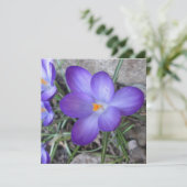 Flowering Crocus Garden Plant (Standing Front)