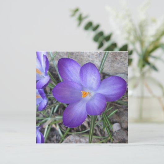 Flowering Crocus Garden Plant (Standing Front)