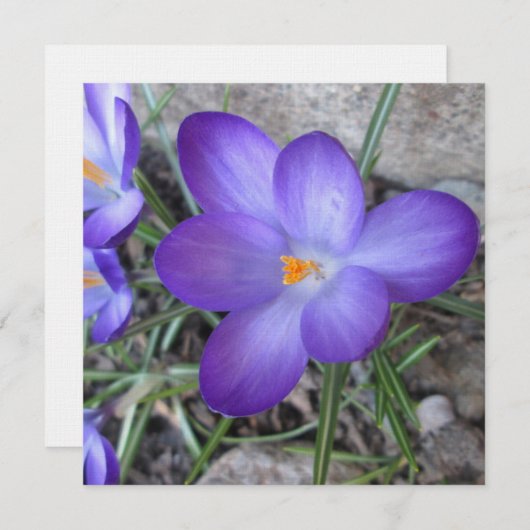 Flowering Crocus Garden Plant (Front/Back)