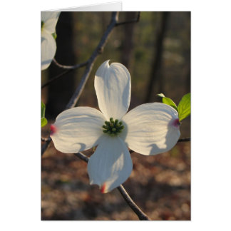 Flowering Dogwood - Customized2 Cards