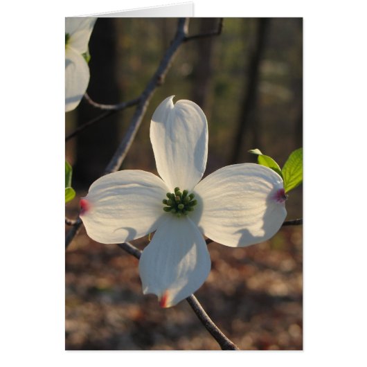 Flowering Dogwood - Customized2 Cards (Front)