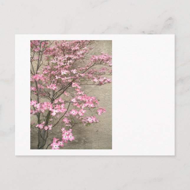 Flowering Dogwood Postcard (Front)