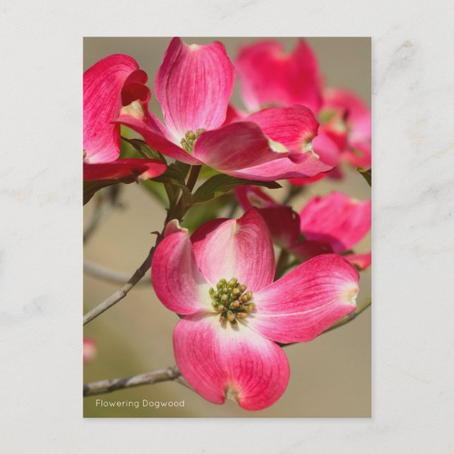 Flowering Dogwood Postcard (Front)