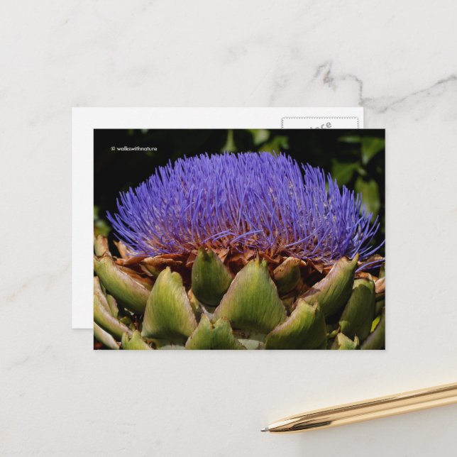 Flowering Globe Artichoke Postcard (Front/Back In Situ)