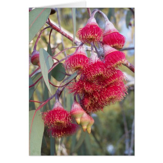 Flowering Gum Cards (Front)