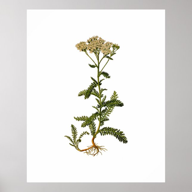 Flowering Herb Vintage Botanical Poster (Front)