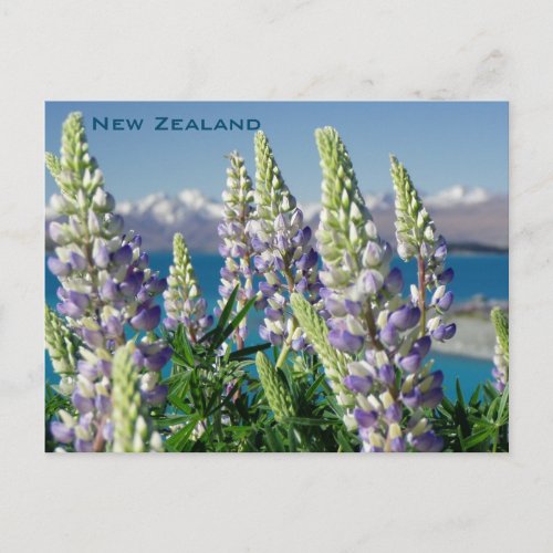 Flowering Lupine New Zealand Landscape Postcard
