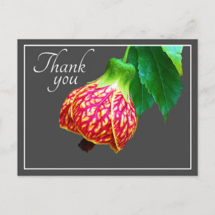 Flowering Maple Flower Gray Background Thank You Postcard