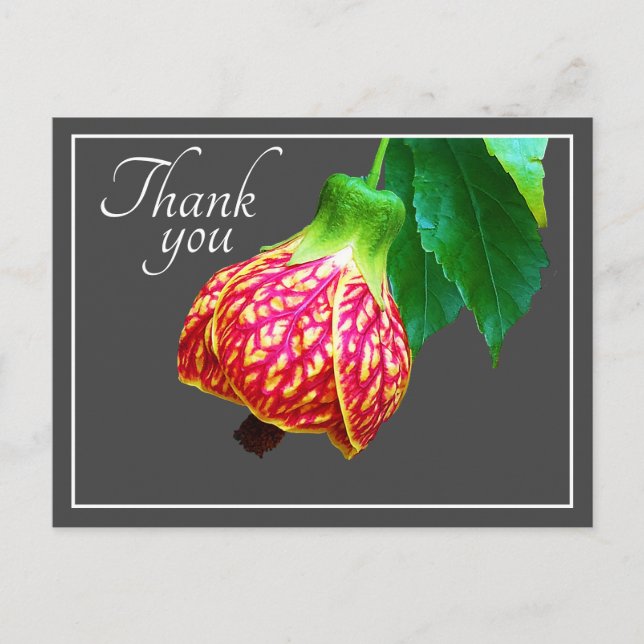 Flowering Maple Flower Gray Background Thank You Postcard (Front)