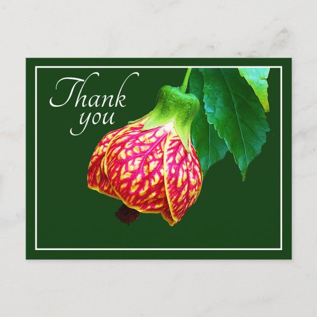 Flowering Maple Flower Green Background Thank You Postcard (Front)