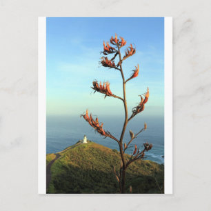 Flowering New Zealand flax Cape Reinga Postcard