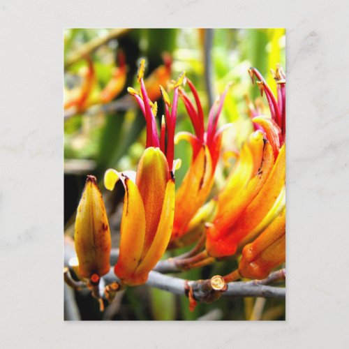 Flowering New Zealand Flax Postcard