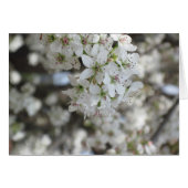 Flowering Pear Tree Bloom (Front Horizontal)