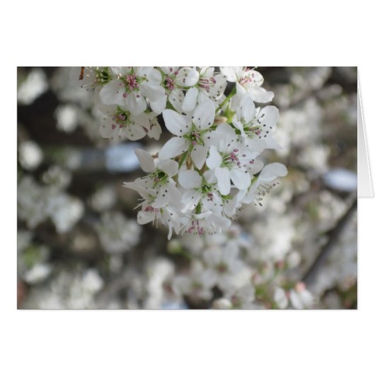 Flowering Pear Tree Bloom (Front Horizontal)
