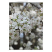 Flowering Pear Tree Bloom (Front)