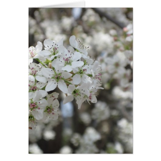 Flowering Pear Tree Bloom Cards (Front)