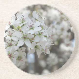 Flowering Pear Tree Bloom Coaster