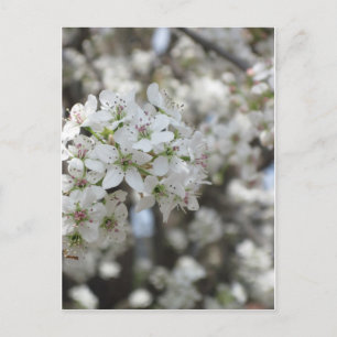 Flowering Pear Tree Bloom Postcard