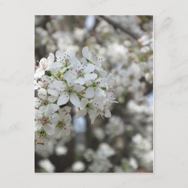 Flowering Pear Tree Bloom Postcard (Front)
