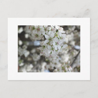 Flowering Pear Tree Bloom Postcard