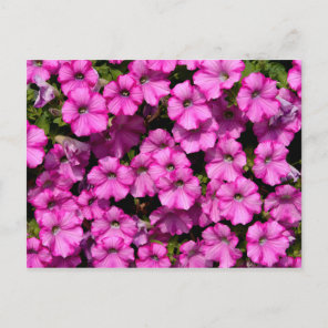 Flowering Petunia Dwarf Postcard