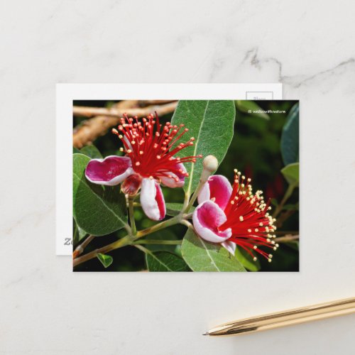 Flowering Pineapple Guava  Guavasteen  Feijoa Postcard